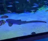 The aquarium was so fun. I thoroughly enjoyed it and it was wheel chair accessible the whole way.XYZDeanna Siu - Atascosa, TX