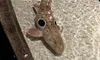 A small spotted fish swims near the surface of clear, rippling water in a tank.