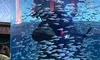 The image shows an aquarium with a statue of a warrior surrounded by a large school of small fish.