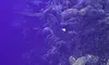 The image depicts an underwater scene with coral formations and a few fish swimming around, under a purplish-blue light.