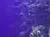 The image depicts an underwater scene with coral formations and a few fish swimming around, under a purplish-blue light.