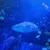 A large fish swims among smaller fish in a deep blue aquatic environment.