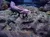 A spotted moray eel rests on a rocky, coral-covered seabed in an aquarium setting.