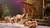 Camels at Noah the Musical at Sight and Sound Theatres Branson
