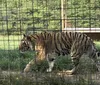 My wife just loved this place and the staff was so interacting and had alot of knowledge . The big cats were adorable. Had problem with travel agency they called said didn't do drive thru but when we got there found out they do do them. My wife was upset about that.XYZTom Forney - Waterloo, Iowa