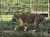 National Tiger Sanctuary - big tiger.
