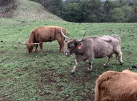 Cows