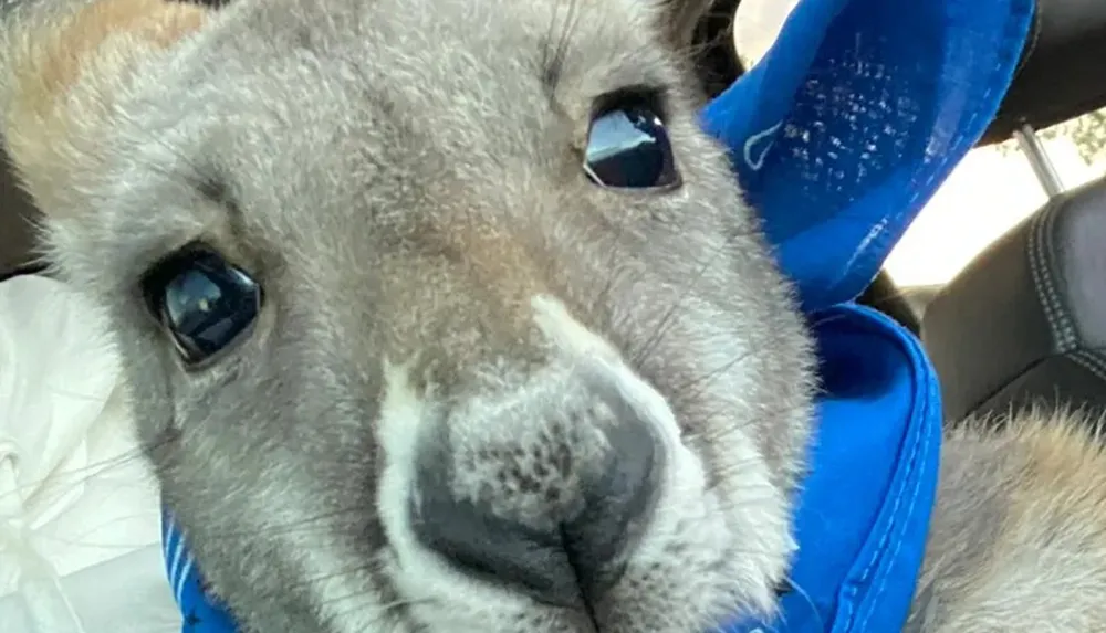 The image shows a close-up of a kangaroos face peering curiously into the camera with its head resting inside a blue object