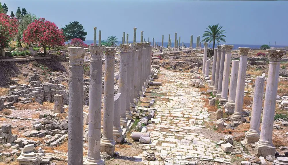 The image displays an ancient colonnaded road flanked by rows of erect and fallen columns amidst ruins with vibrant flowering shrubs and palm trees in the background under a clear sky