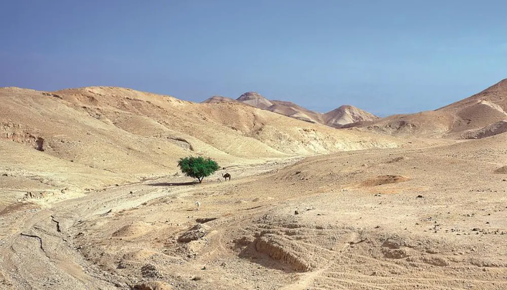 A lone tree stands resiliently in a barren desert landscape with arid hills under a clear blue sky
