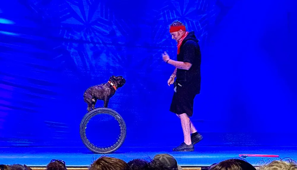 A dog is perched on a rolling tire while a person in a headband and casual clothing looks on likely part of a performance or act
