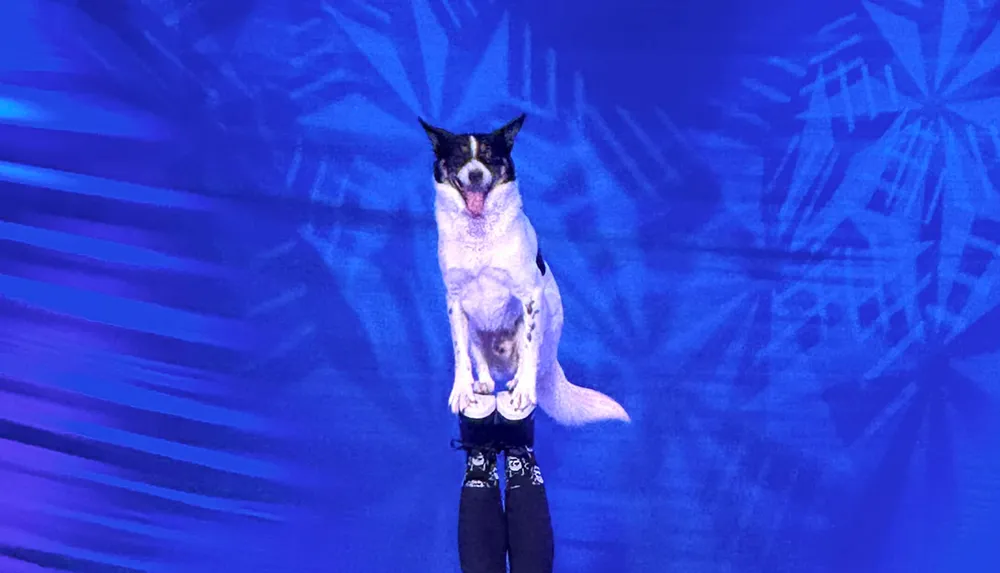 The image shows a dog standing upright with its body digitally manipulated to appear as if it is wearing denim pants against a blue patterned background