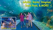 A family enjoys an underwater tunnel at an aquarium, with text promoting exhibits like jellyfish and sharks, and featuring an inset image of a colorful octopus sculpture and fountains.