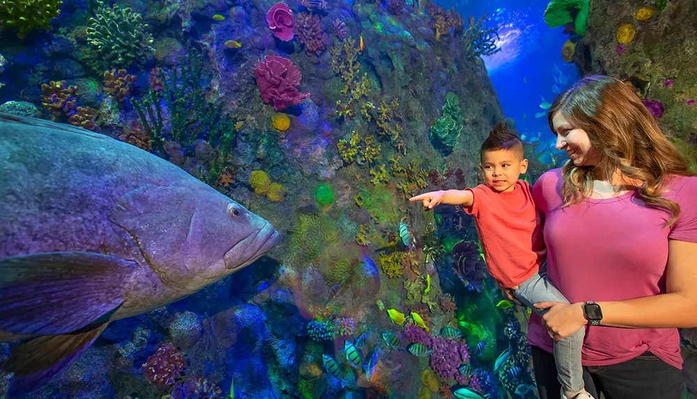 A child excitedly points at a large fish in an aquarium while being held by an adult surrounded by vibrant coral and sea life