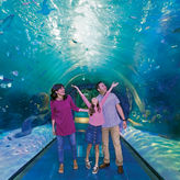 Branson Aquarium at the Boardwalk