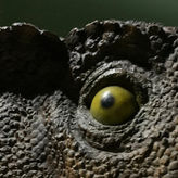 Dinosaur Museum