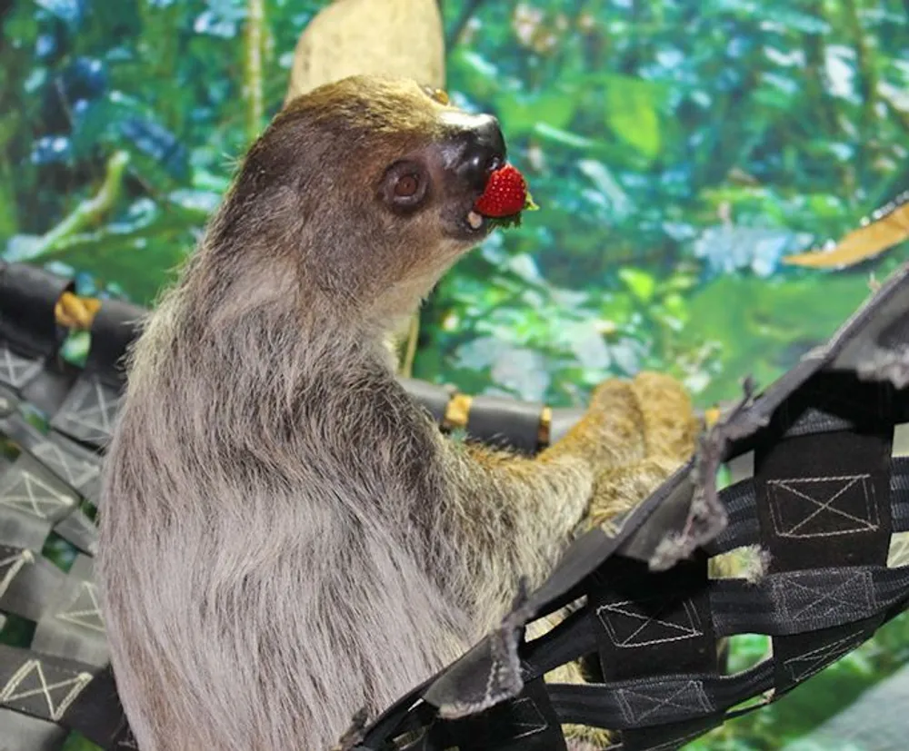 A sloth is holding onto a rope bridge with a strawberry in its mouth