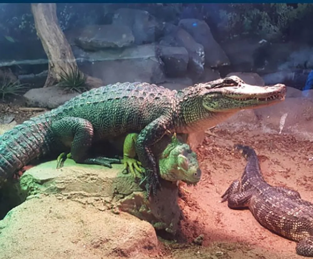 A crocodile is resting on top of an iguana while another reptile looks on all within an enclosure that resembles a natural habitat