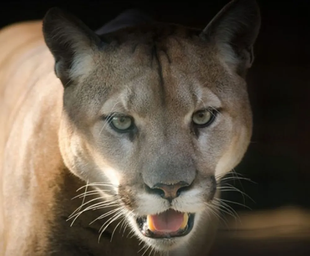 The image shows the intense gaze of a puma with its mouth slightly open captured in a shadowy light