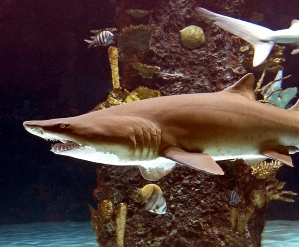 A shark is swimming near a coral reef surrounded by various species of fish