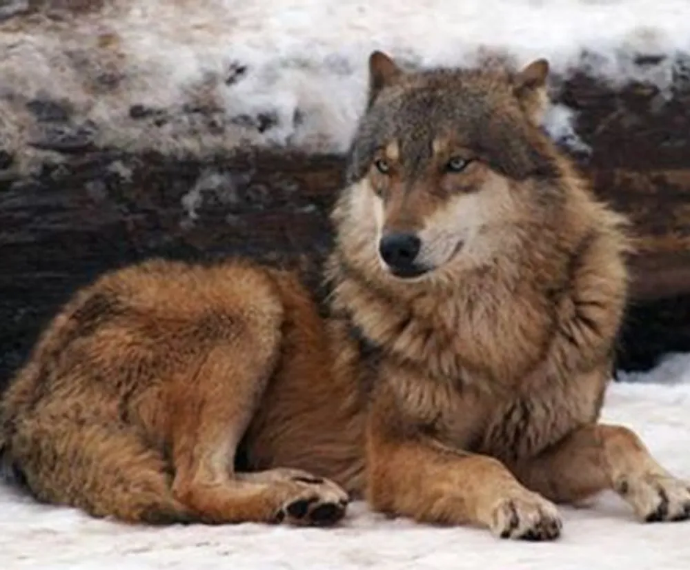 A grey wolf is sitting on snowy ground with a calm observant gaze