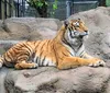 A tiger is lounging on a rocky surface in an enclosed area