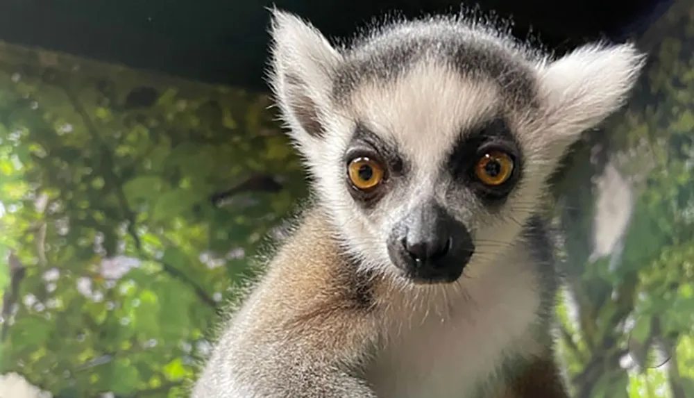 A ring-tailed lemur with large expressive eyes is looking directly at the camera against a blurred natural background