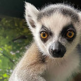 Branson's Wild World Animal Adventure 
