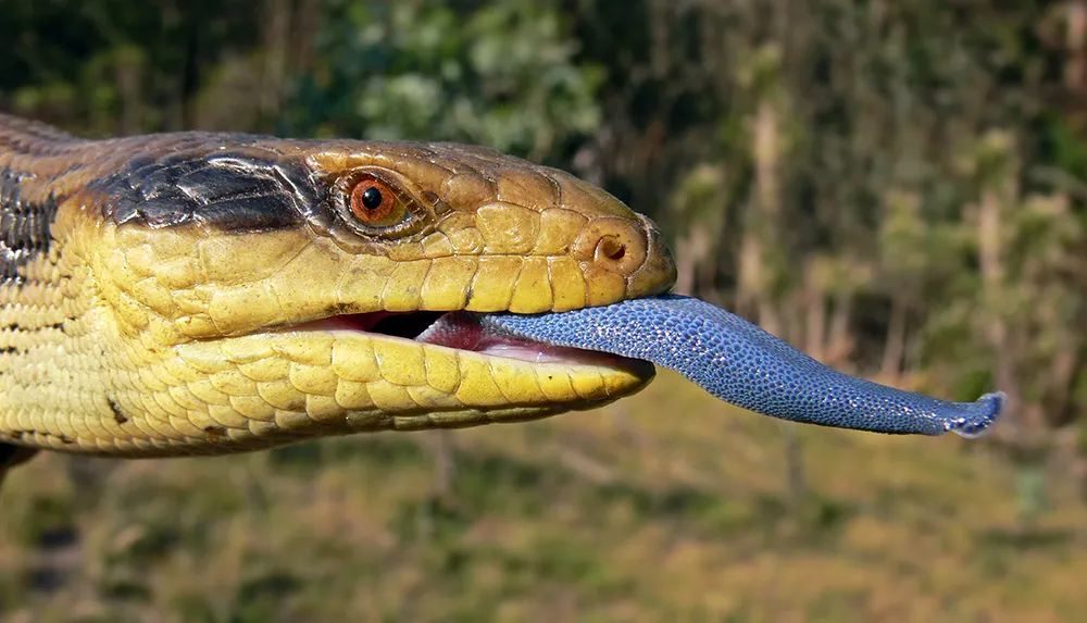 A close-up of a lizard with a yellow-brown face displaying a vibrant blue tongue
