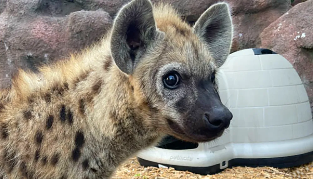 A young hyena with spotted fur is standing in front of a white igloo-shaped shelter