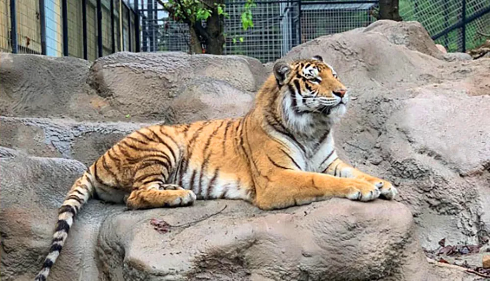 A tiger is lounging on a rocky surface in an enclosed area