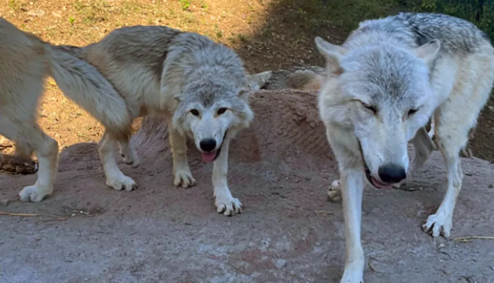 The image shows three wolves standing on a rocky surface with two wolves looking towards the camera
