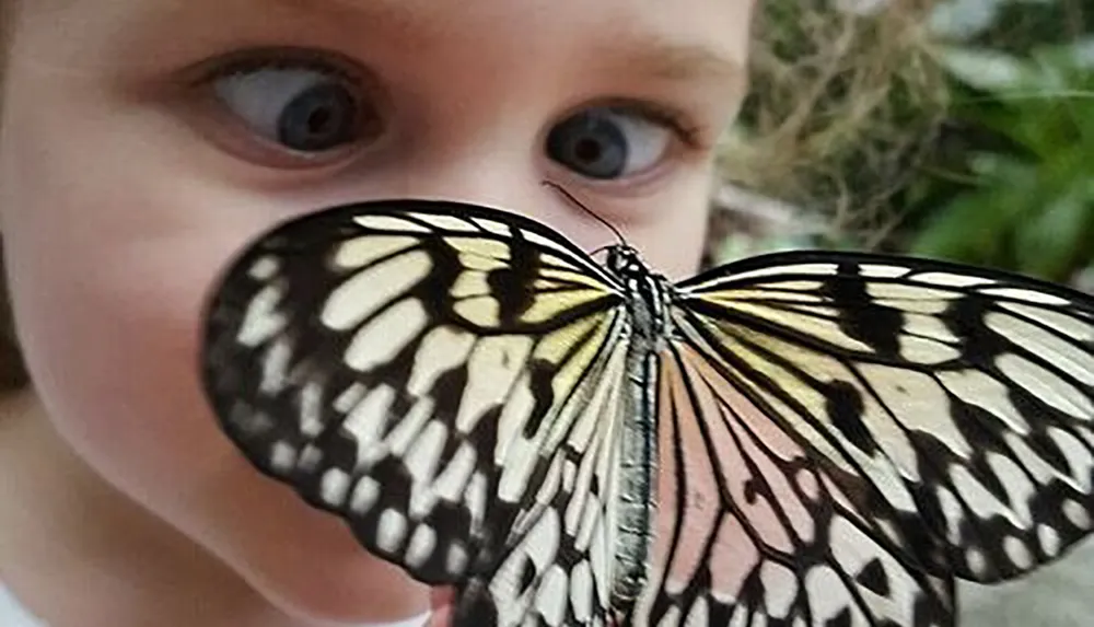 A child is looking closely with wide eyes at a butterfly perched on their nose