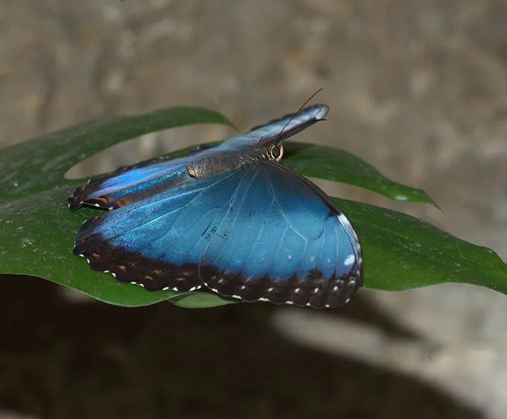 A blue morpho butterfly is perched on a green leaf with its iridescent blue wings partially open