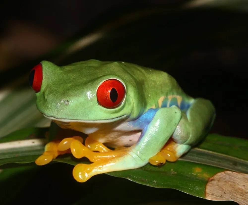 A vibrant red-eyed tree frog is perching on a leaf showcasing a striking contrast between its green body red eyes and colorful limbs