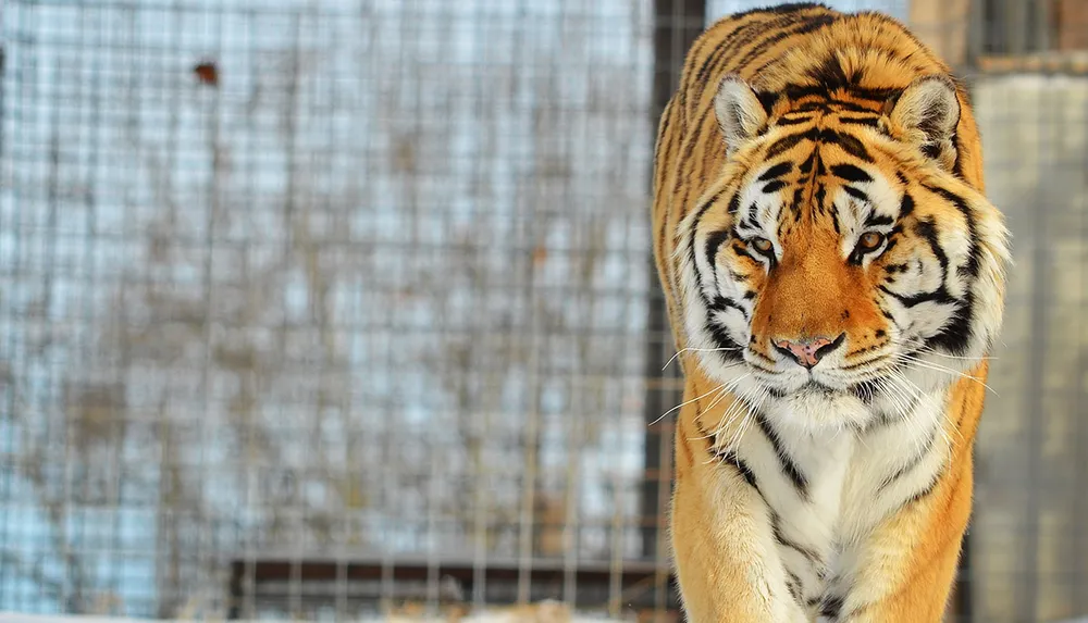 Siberian Tiger Park - All You Need to Know BEFORE You Go (with Photos)