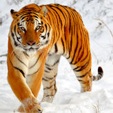 National Tiger Sanctuary Awareness Tour