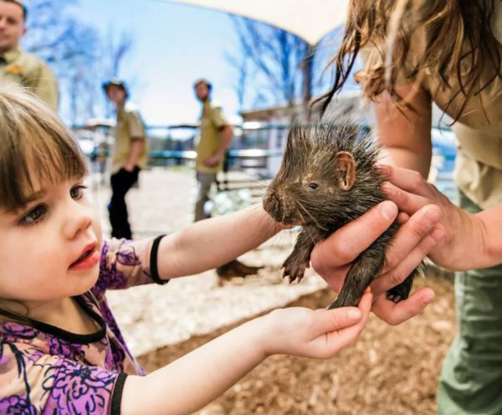 A young child is reaching out to touch a small porcupine being held by an adult in an outdoor setting with onlookers in the background