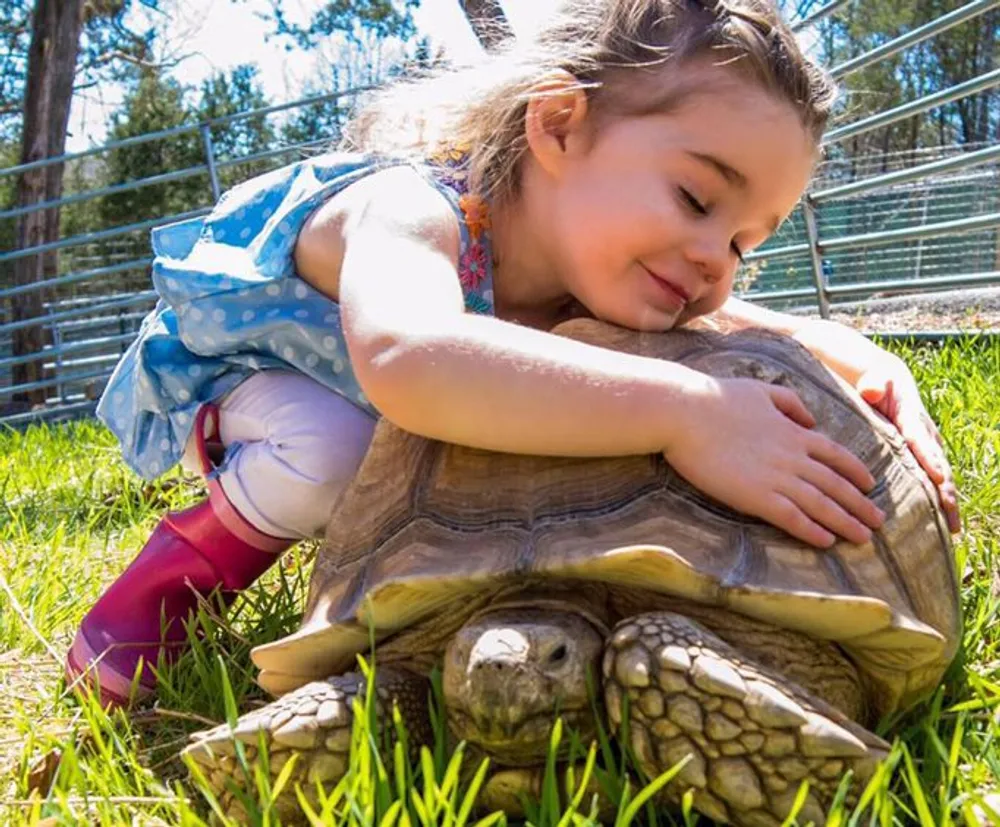 A young girl in pink boots and a blue dress is gently hugging a large tortoise on a sunny day outdoors