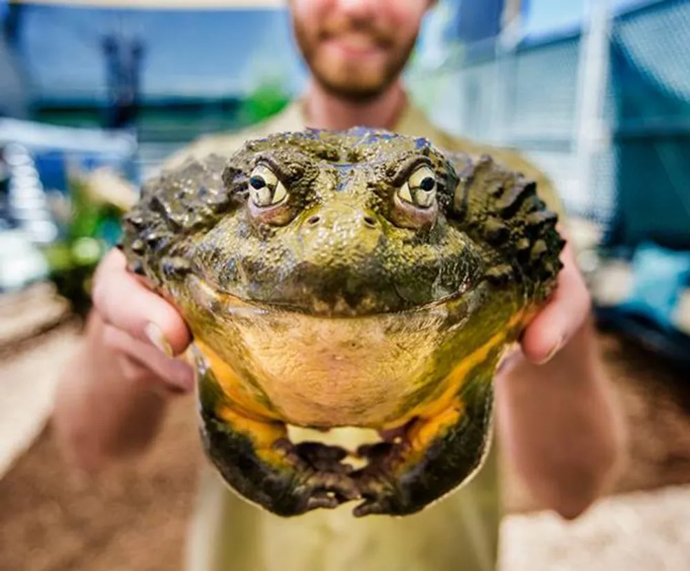 A person is holding a large seemingly content frog up to the camera for a close-up shot