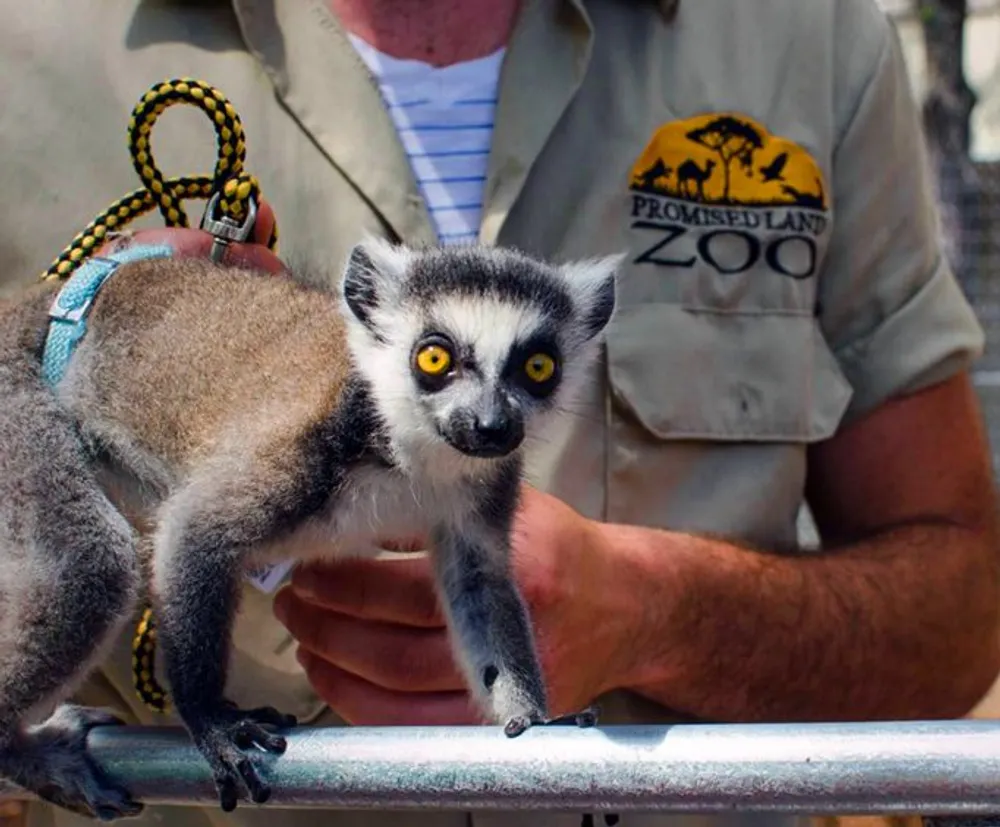 A zookeeper is holding a lemur which is looking directly at the camera with wide curious eyes