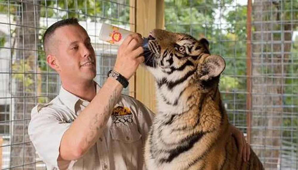 A man in a zookeepers uniform is holding a small box to a tigers ear and the tiger is seemingly attentive or curious about the object