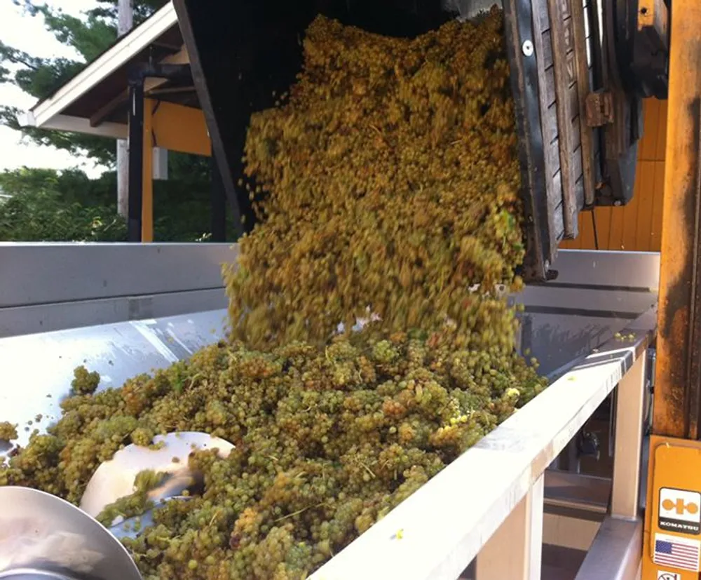 This image shows a mechanical harvesting process where a large amount of grapes is being dumped into a container likely for wine production