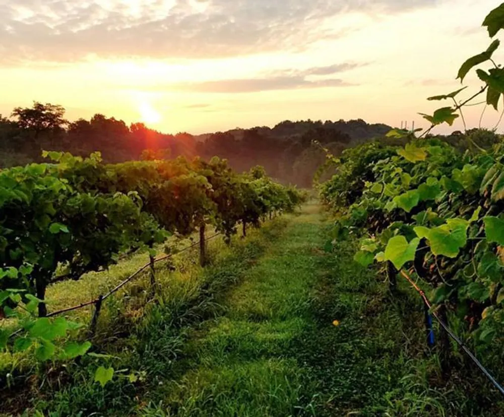 The image shows a picturesque vineyard at sunset with the sun dipping behind the trees casting a warm glow over the rows of grapevines