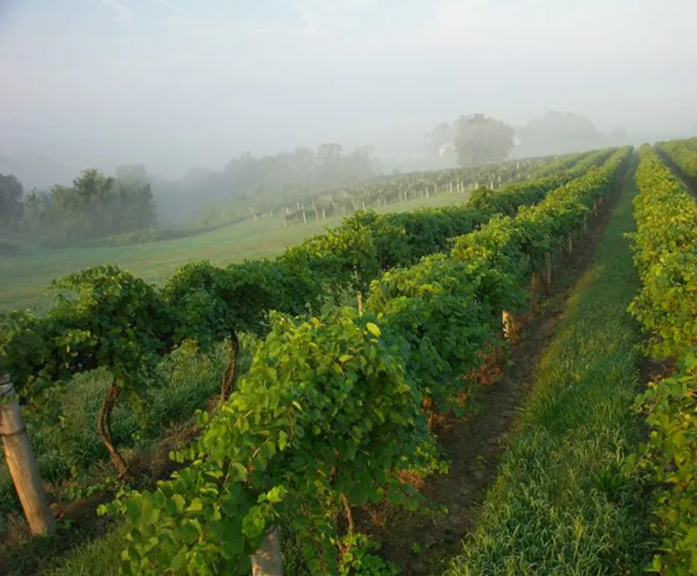 The image shows a serene vineyard with rows of grapevines shrouded in a light morning mist