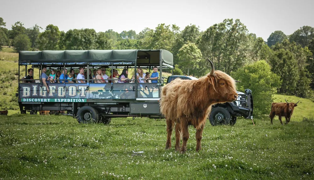 Cow next to the bus