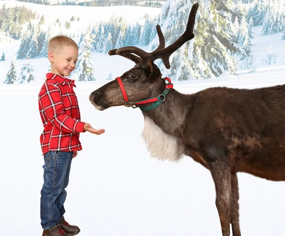 A young boy in a red plaid shirt is smiling and reaching out to a reindeer against a snowy landscape backdrop