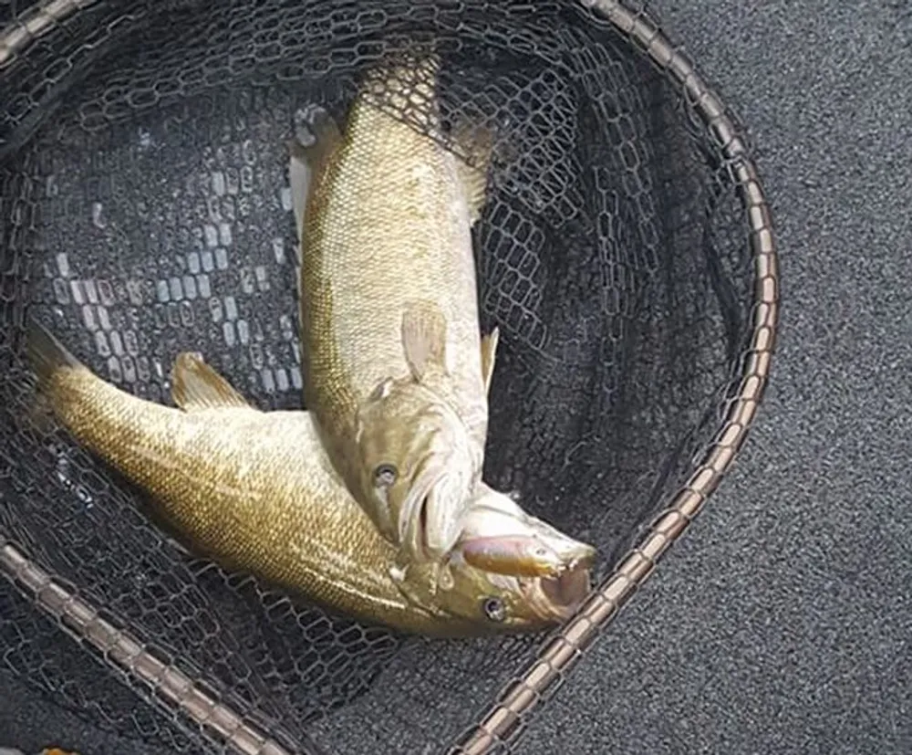 The image shows a large fish caught in a black net likely a landing net used in fishing