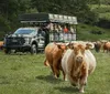 A group of tourists in a safari truck observe Highland cattle grazing in a lush green field