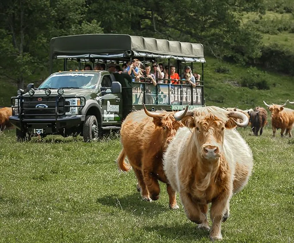 A group of tourists in a safari truck observe Highland cattle grazing in a lush green field